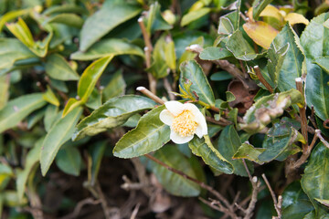 Tea garden at Korakuen Garden in Okayama, Japan. Korakuen was built in 1700 by Ikeda Tsunamasa, lord of Okayama. It is one of the Three Great Gardens of Japan.