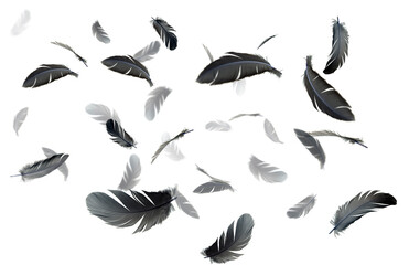 Group of black bird feathers floating in the air. Feather abstract on white background.
