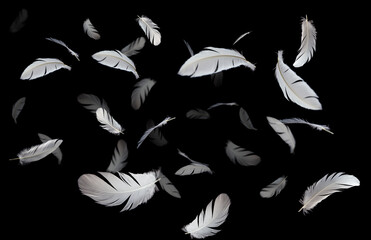 Group of a white bird feathers floating in the dark. Feather abstract on black background.