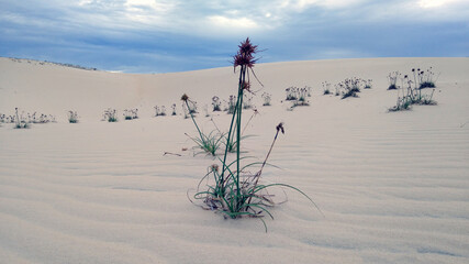 dunes in the desert