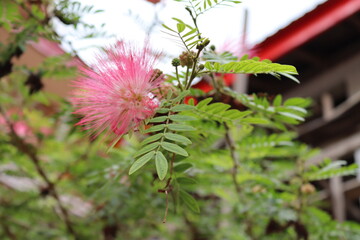 Samanea saman pink flower blooming on tree closeup in the garden.