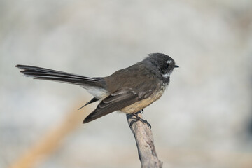Close up of a Fantail bird also known as a piwakawaka in New Zealand