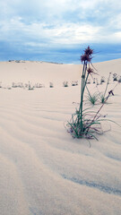 sand dunes in the desert