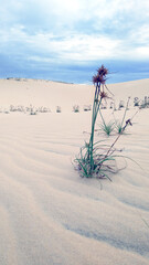 dunes in the sand
