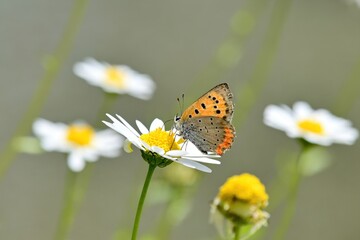 カモミールの蜜を美味しそうに吸うベニシジミ