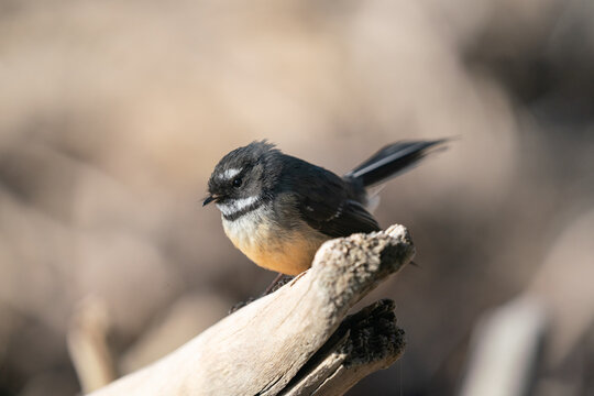 Close up of a Fantail bird also known as a piwakawaka in New Zealand