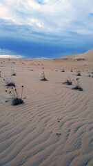 Fototapeta na wymiar plants in the sand