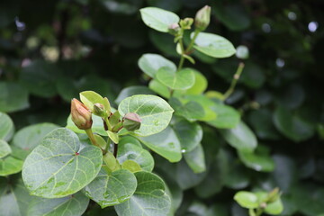 Thespesia populnea flower not bloom with green leaves closeup  branch hanging on tree near the sea side.