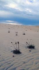 plants in the sand