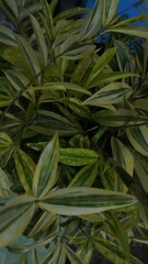 Beautiful green leaves that are very lush. Suitable as a wallpaper or for printing
