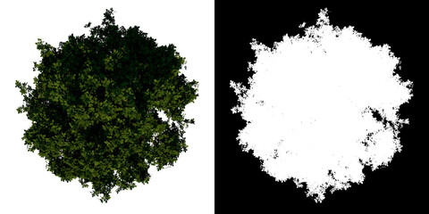 Top view tree (adolescent common maple 3) white background alpha png 3D Rendering Ilustracion 3D