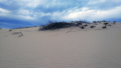 dead tree in the sand
