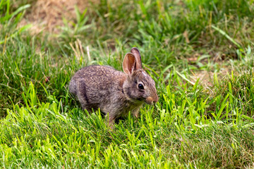 Young wild rabbit on pasture
