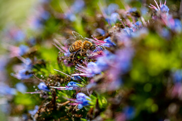 Macro Shot of a Honey Bee on Blue and Pink Flowers