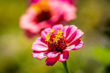 Macro Shot of Zinnia Flower