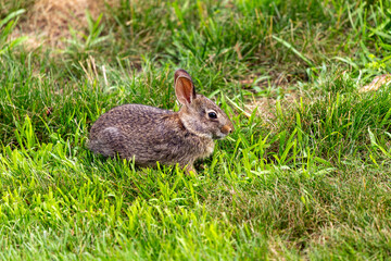 Young wild rabbit grazing in the meadow