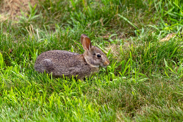 Young wild rabbit on pasture