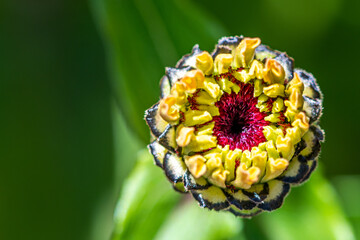Macro Shot of a Zinnia Flower Bud