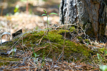 Naklejka na ściany i meble sprout, tree trunk, moss, morning in the forest