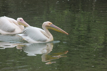 Naklejka na ściany i meble white pelican in the water