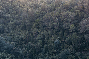 forest in the mountains