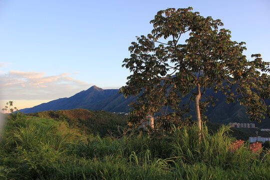 Tree and mountains with a blue sky