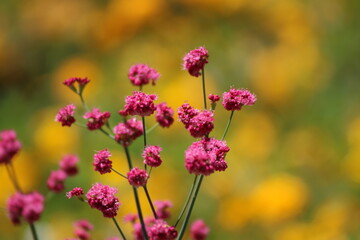 Bright pink flower against orange gold background.