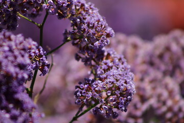 Purple wildflowers