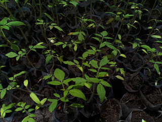 tomato seeds that have started to grow