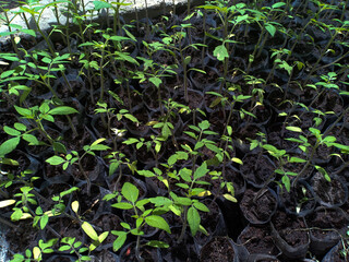 tomato seeds that have started to grow