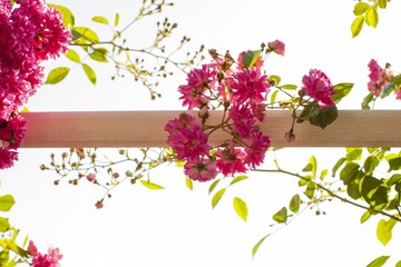 Closeup shot of blooming bright pink velour flowers on a window railing