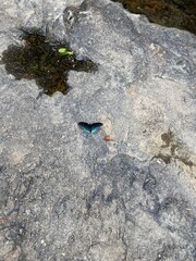 Butterfly on a Rock with Water Puddle