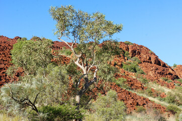 Pilbara ghost gum tree on Red Rocks