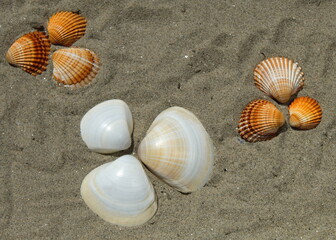 Bunch of sea shells on a sandy beach