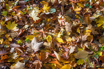 Autumn leaves photographed in Cologne, Germany. Picture made in 2009.