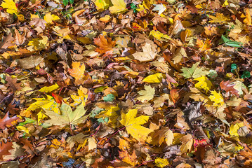 Autumn leaves photographed in Cologne, Germany. Picture made in 2009.