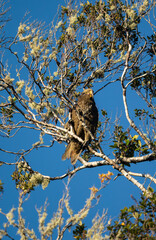 A Kea Parrot bird in a tree in the South Island of New Zealand