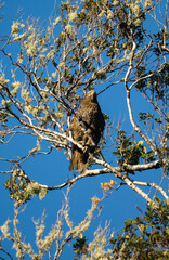 A Kea Parrot bird in a tree in the South Island of New Zealand