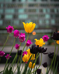 colorful tulips in the city 5