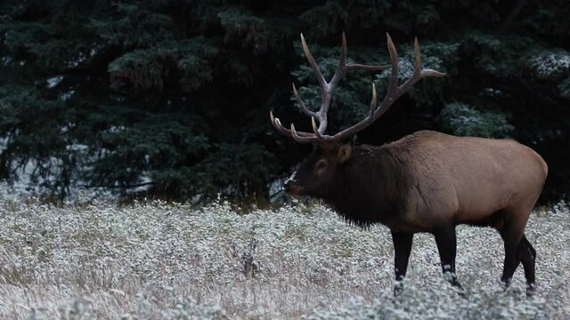 Bull Elk  Walking In The Field During Rut In Jasper National Park, Canada.  - wide shot