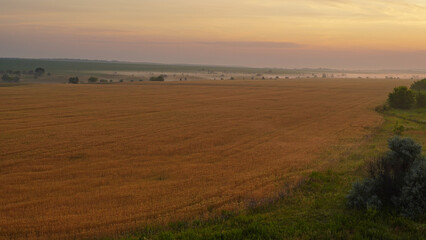 Fototapeta premium Colorful sunset over wheat field.