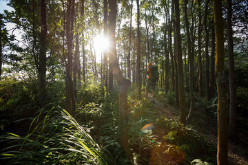 Woman hiker hiking in summer sunrise forest mountain