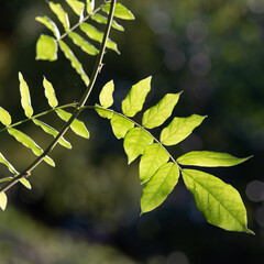Backlit pinnately compound leaves against a blurred dark background