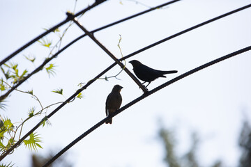 Two silhouetted birds facing each other on arching wires against a white sky
