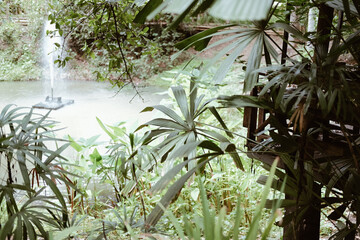 green plant leaves with fountain in pond in garden