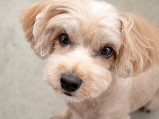 じっと座って見つめるかわいいアプリコットの小型犬【トイプードル・マルプー】