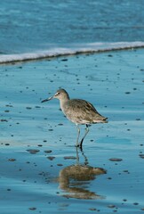 bird on the beach