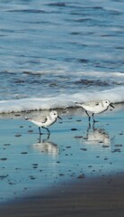 birds on the beach
