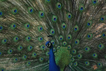 Obraz premium peacock