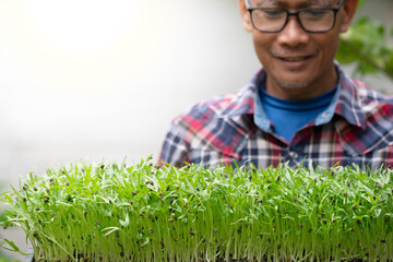 Naklejka na ściany i meble fresh micro green morning glory sprouts in tray with farmer,organic farm